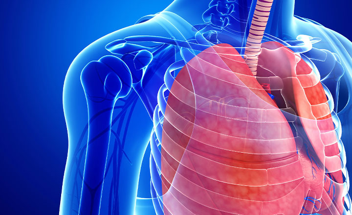 pleura