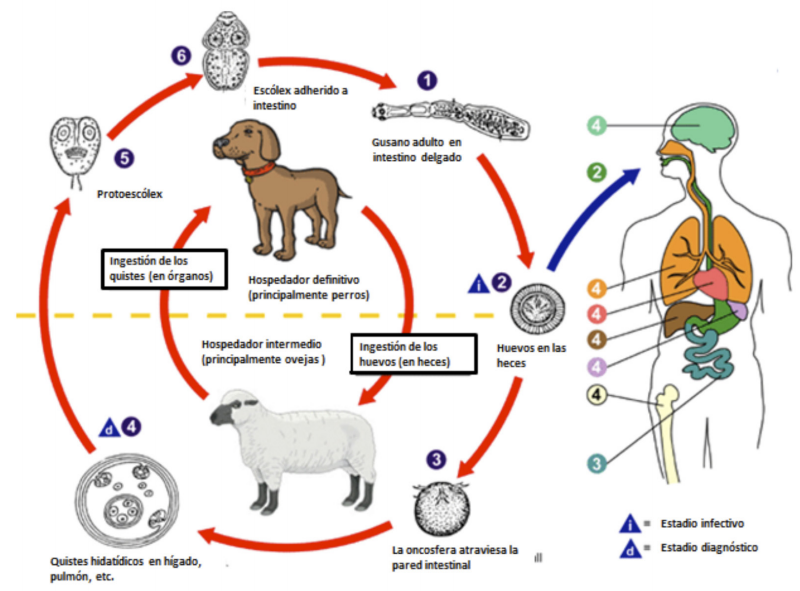 ciclo de la larva